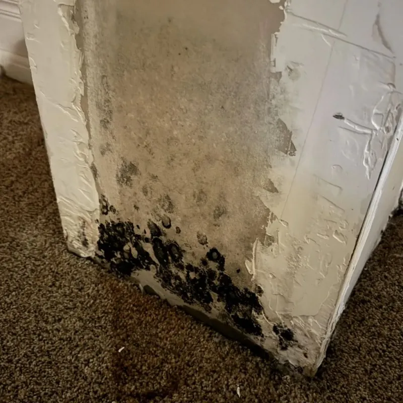 Professional Mold Removal in Gahanna, OH